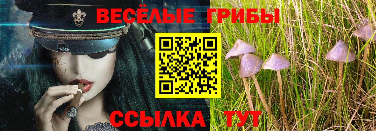 Галлюциногенные грибы Psilocybe Зима